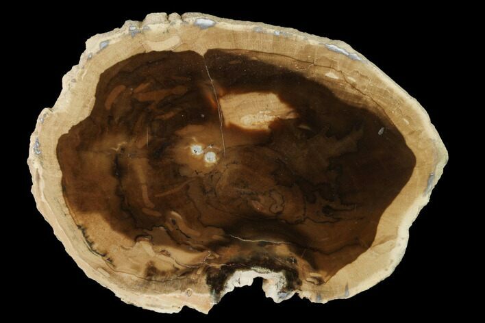Petrified Wood (Cherry) Slab - McDermitt, Oregon #141408